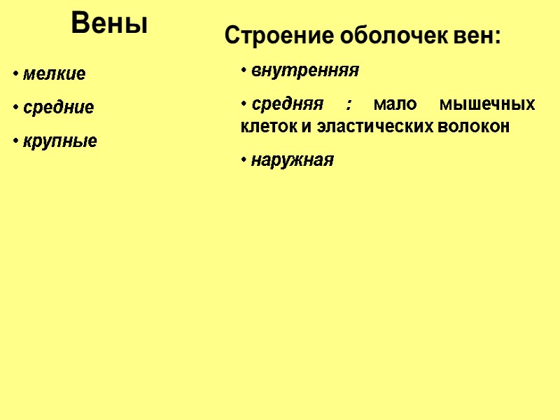 мелкие  средние  крупные  внутренняя  средняя : мало мышечных клеток и